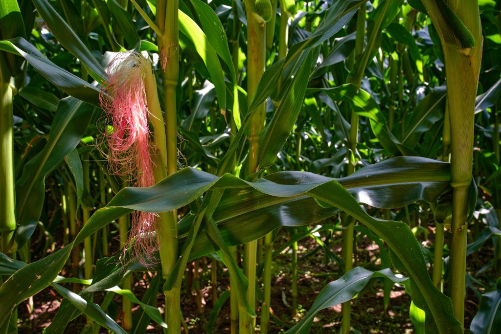 Unbenannter Beitrag 144