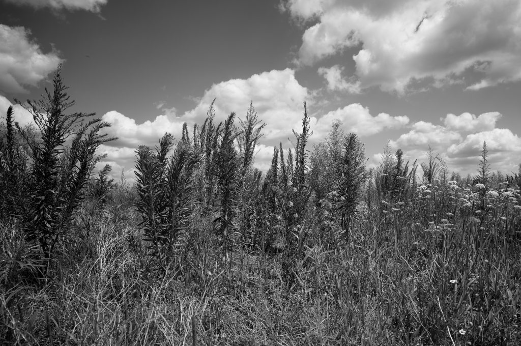 Unbenannter Beitrag 759